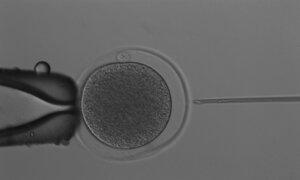 First Successful IVF Kangaroo Embryo Pushes Marsupial Conservation Forward