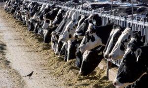 New Bird Flu Strain Found in Nevada Dairy Worker