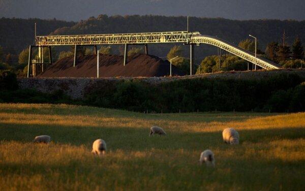 Sheep graze in a field outside the now-closed Pike River coal mine in Greymouth on November 26, 2010. (Marty Melville/AFP via Getty Images)