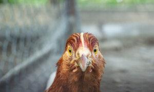 Heads Up on Bird Flu