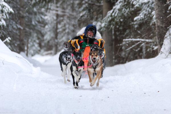 A competitor in the Caledonia Classic Sled Dog Race in Fort St. James, B.C., held Jan. 31 to Feb. 2, 2025. (Courtesy Mark Pokorski, Caledonia Classic Sled Dog Race)