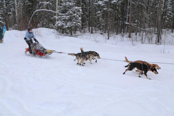 A competitor in the Caledonia Classic Sled Dog Race in Fort St. James, B.C., held Jan. 31 to Feb. 2, 2025. (Courtesy Mark Pokorski, Caledonia Classic Sled Dog Race)