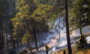 California Bill Seeks to Streamline State’s Timber Harvesting Process