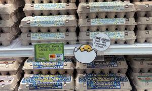 Turkey to Export 15,000 Tonnes of Eggs to US to Ease Bird Flu Disruptions