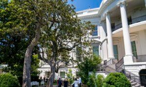 Historic Tree to Be Cut Down at the White House Over Safety Concerns