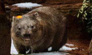 Minister Confirms US Influencer Who Grabbed Baby Wombat Has Left Australia