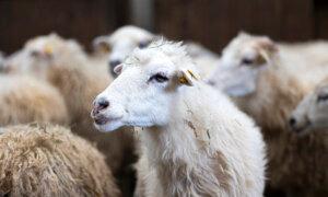 1st Ever Sheep With Bird Flu Found in the UK