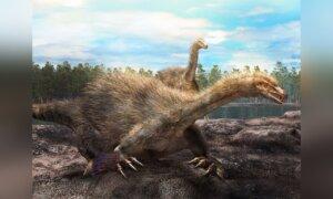 Calgary Paleontologist Part of Discovery of New Dinosaur With 30-Centimetre Claws