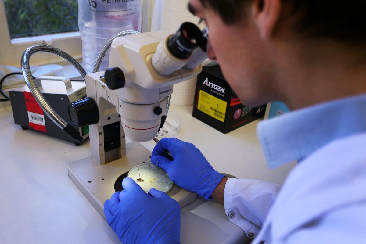 A PhD candidate conducts an experiment in Sydney, Australia, on May 18, 2021. (Lisa Maree Williams/Getty Images)
