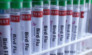 Mexico Reports First Human Case of H5N1 Bird Flu