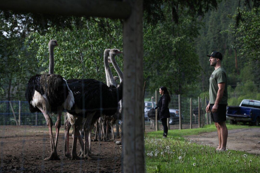 Supporters Head for BC Ostrich Farm as It Plans Top Court Appeal to Stop Cull