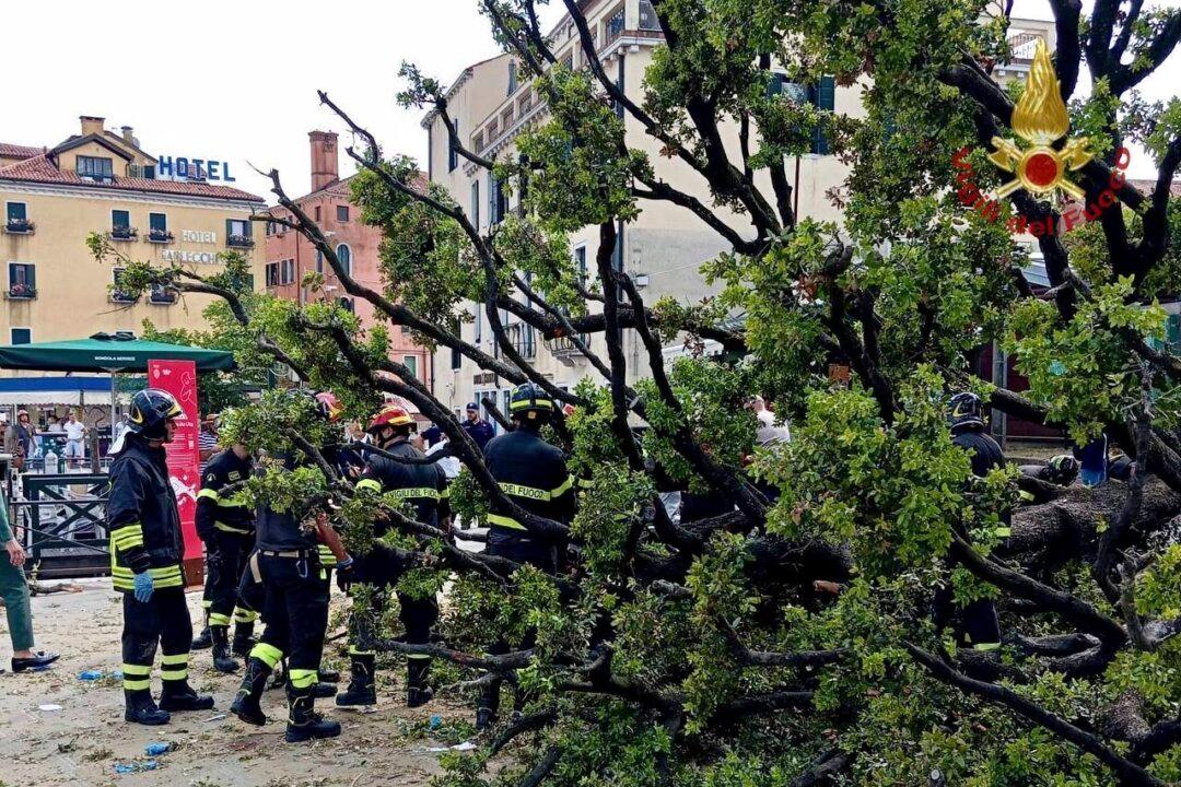 Falling Tree in Venice Injures a Dozen People, Including Foreign Tourists