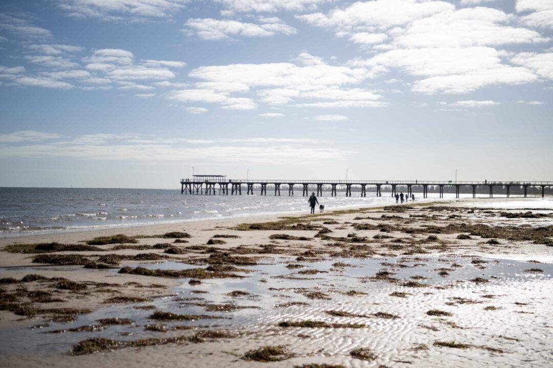 $102.5 Million Plan to Rebuild SA’s Marine Life After 400 Species Lost to Algae
