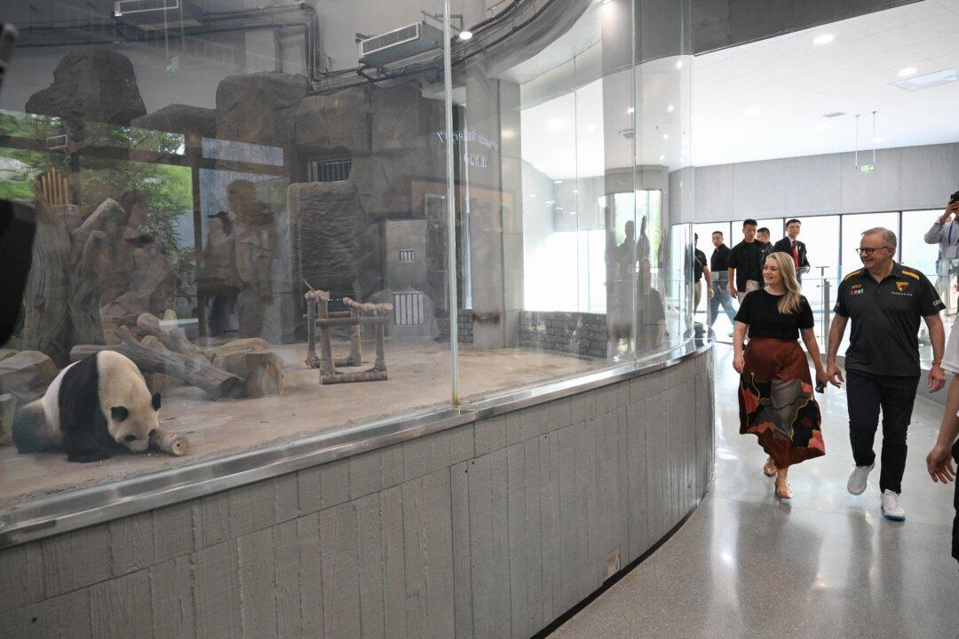 Albanese Wraps Up China Visit with Panda Tour