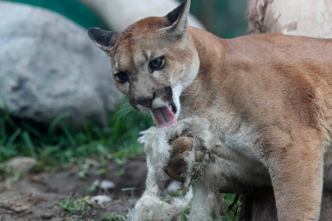 Man Punches Cougar in Face, Deters Attack Near Smithers, BC