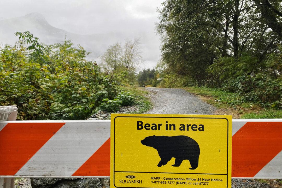 Man Seriously Injured in BC Grizzly Bear Attack in Kootenay Region