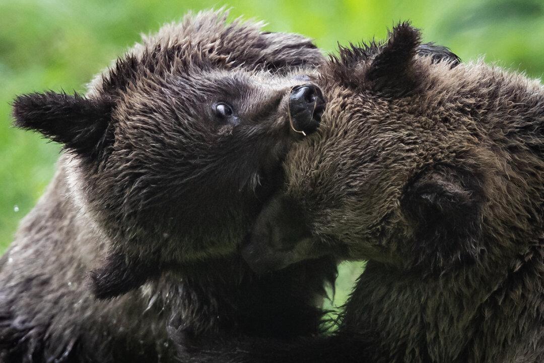 Grizzly Attack in BC Likely ‘Defensive’, Bears to Be Spared, Investigators Say