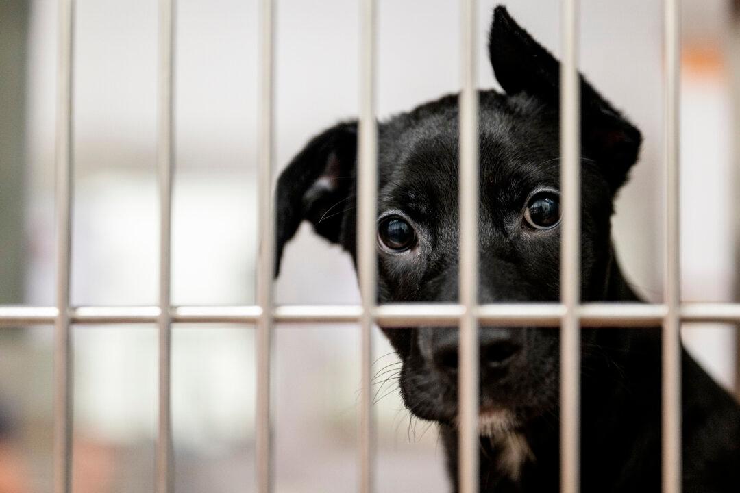 Ontario Hospital Halts Controversial Dog Research Amid Public Outcry