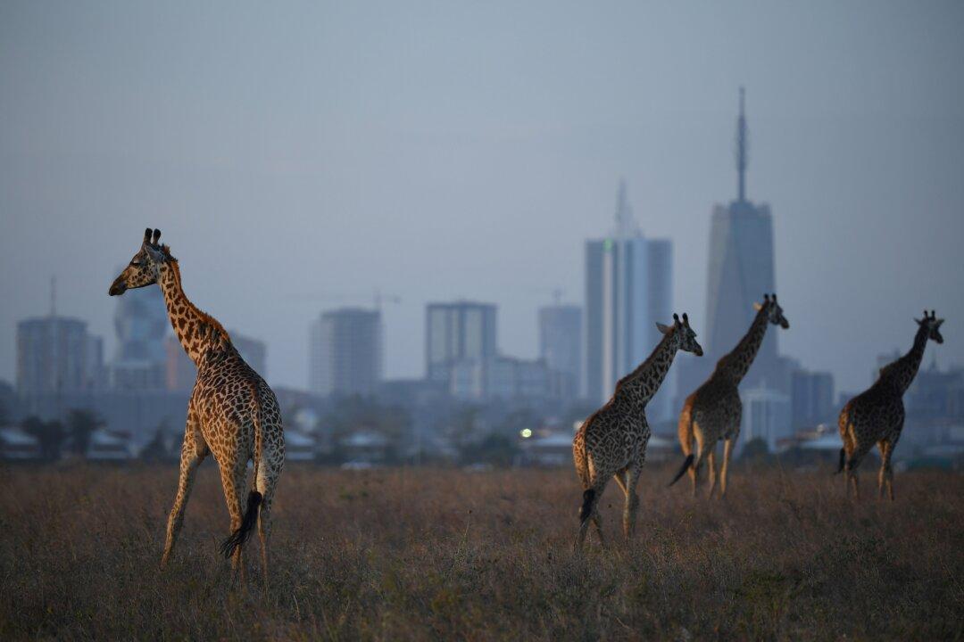 6 Killed in Air Ambulance Crash Just Outside Kenya’s Capital