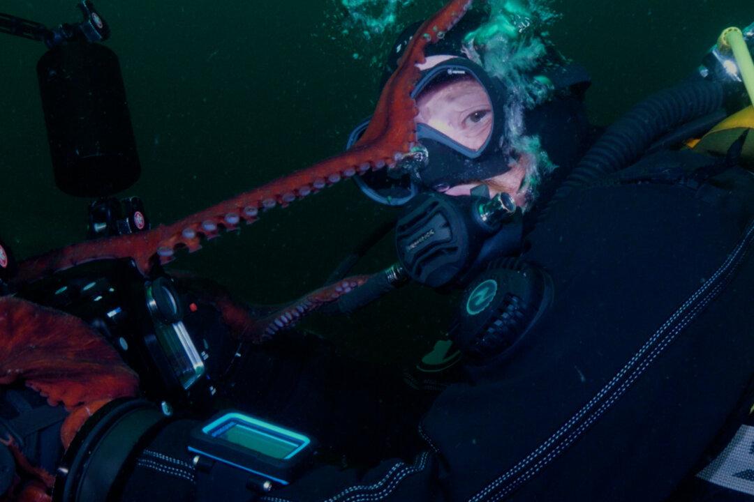Giant Pacific Octopus Shoots Video of Itself After Claiming Camera From BC Divers