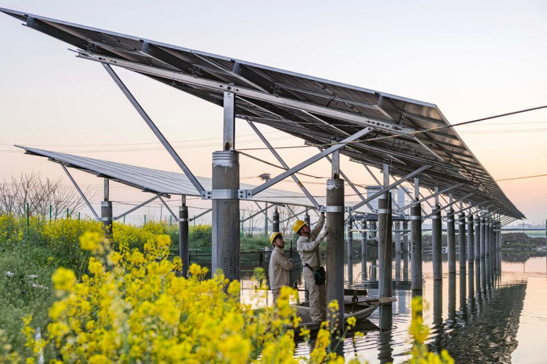 China Sets Steep Duties on Canadian Canola Imports, Opens New Probe