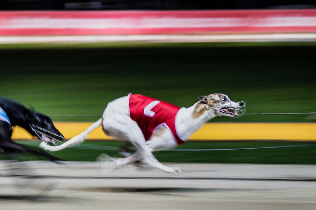 Greyhound Ban Could Cut Jobs in Feed, Fuel and Dog Homing Industries: Trainer