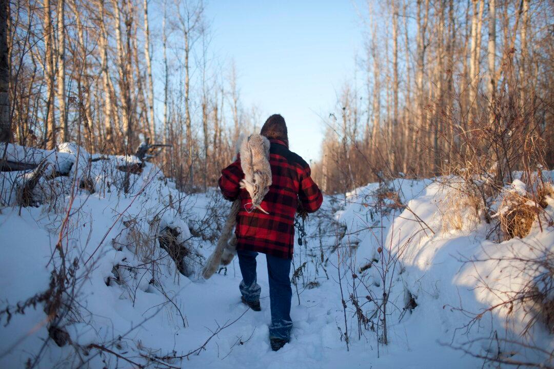 For Trappers, the Land Is Their Office—wildfires Have Them Bracing for the Worst