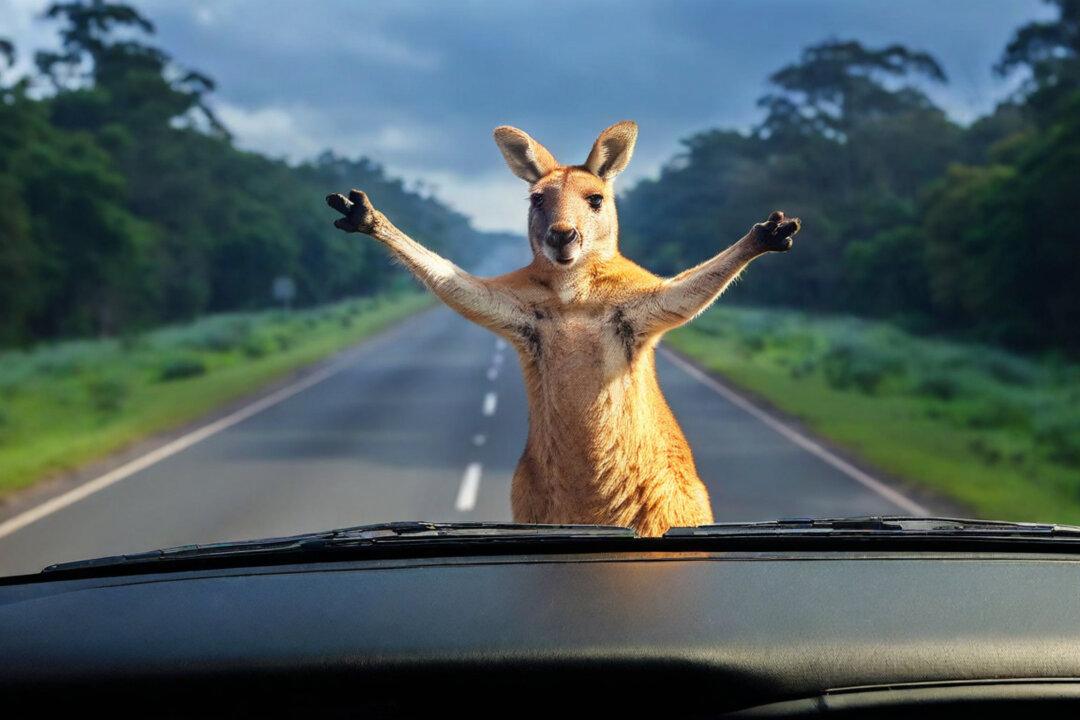RACV Reveals Top Victorian Suburbs for Kangaroo Car Crashes