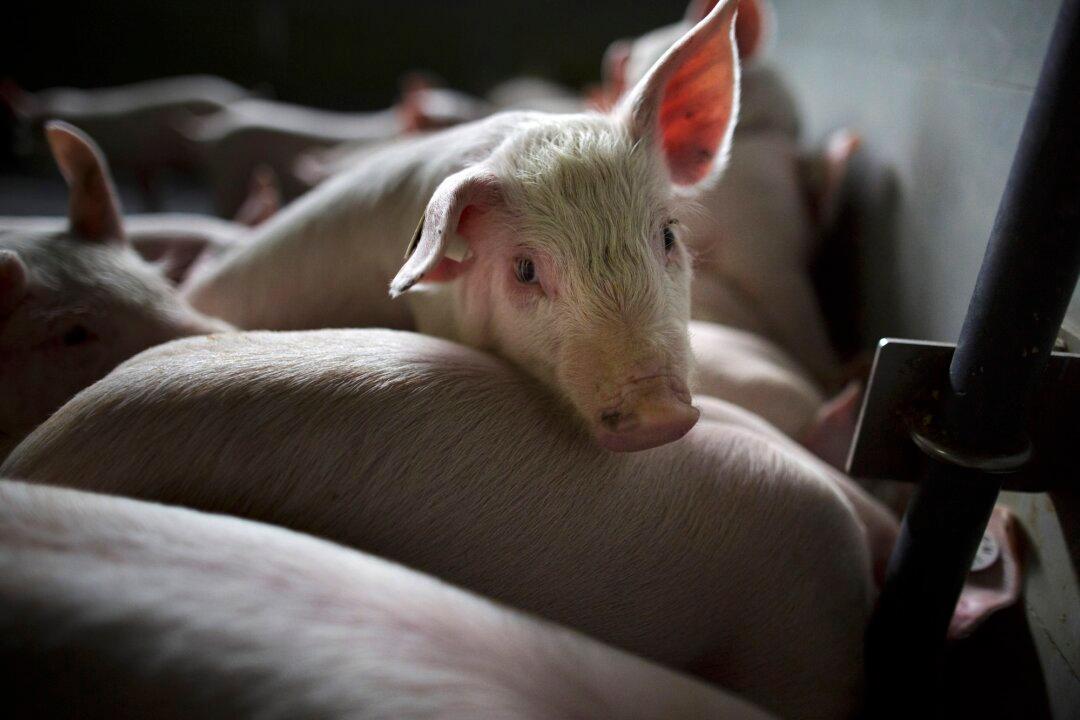 China Hits EU Pork With up to 62 Percent Tariff, Escalating Trade Dispute