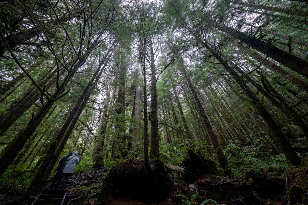 Logging Firm Wins Injunction to Halt Walbran Valley Blockade on Vancouver Island