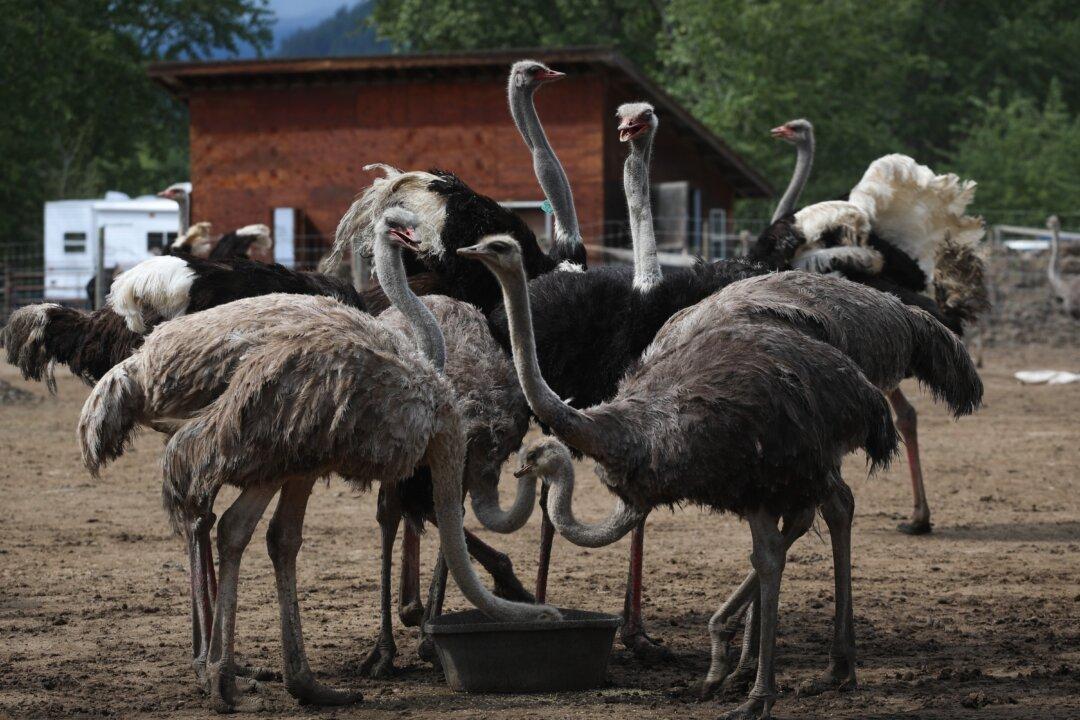 Police Enter BC Ostrich Farm Subject to Culling Order by Federal Agency