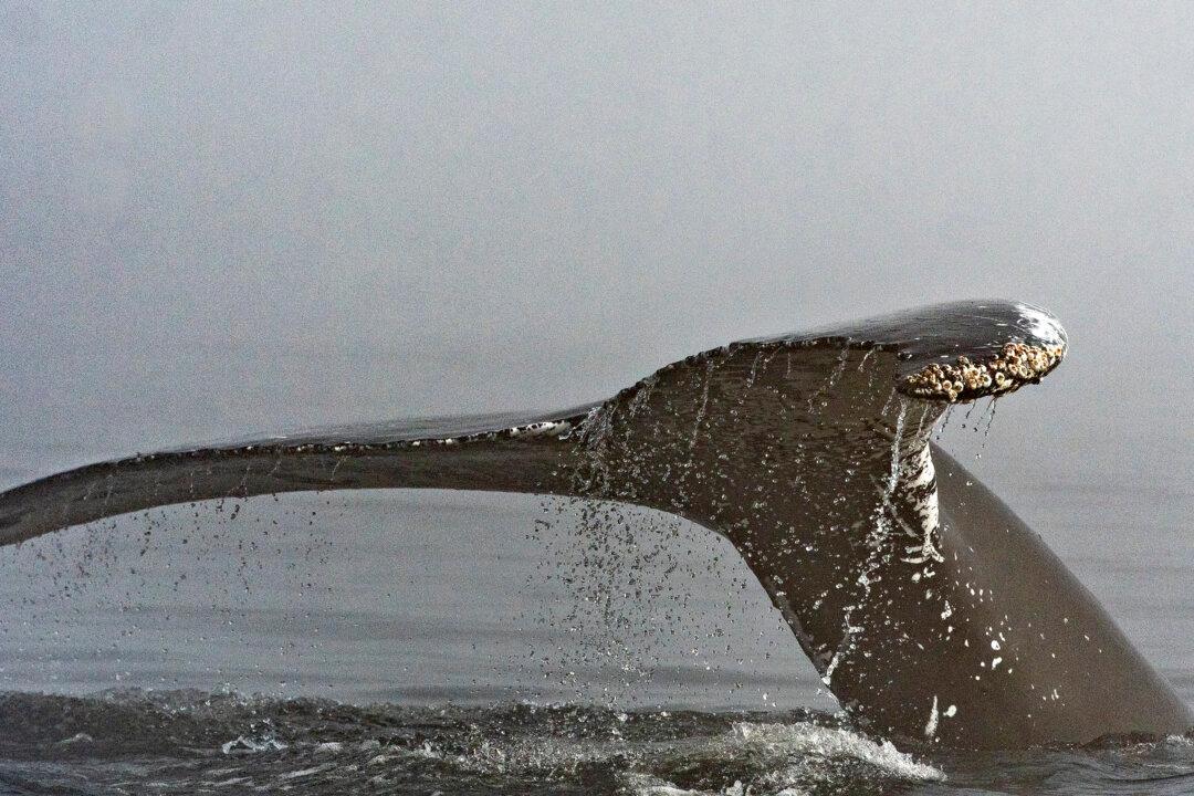 Humpback Whale Dead After Ferry Crew Reports Collision Off BC Coast