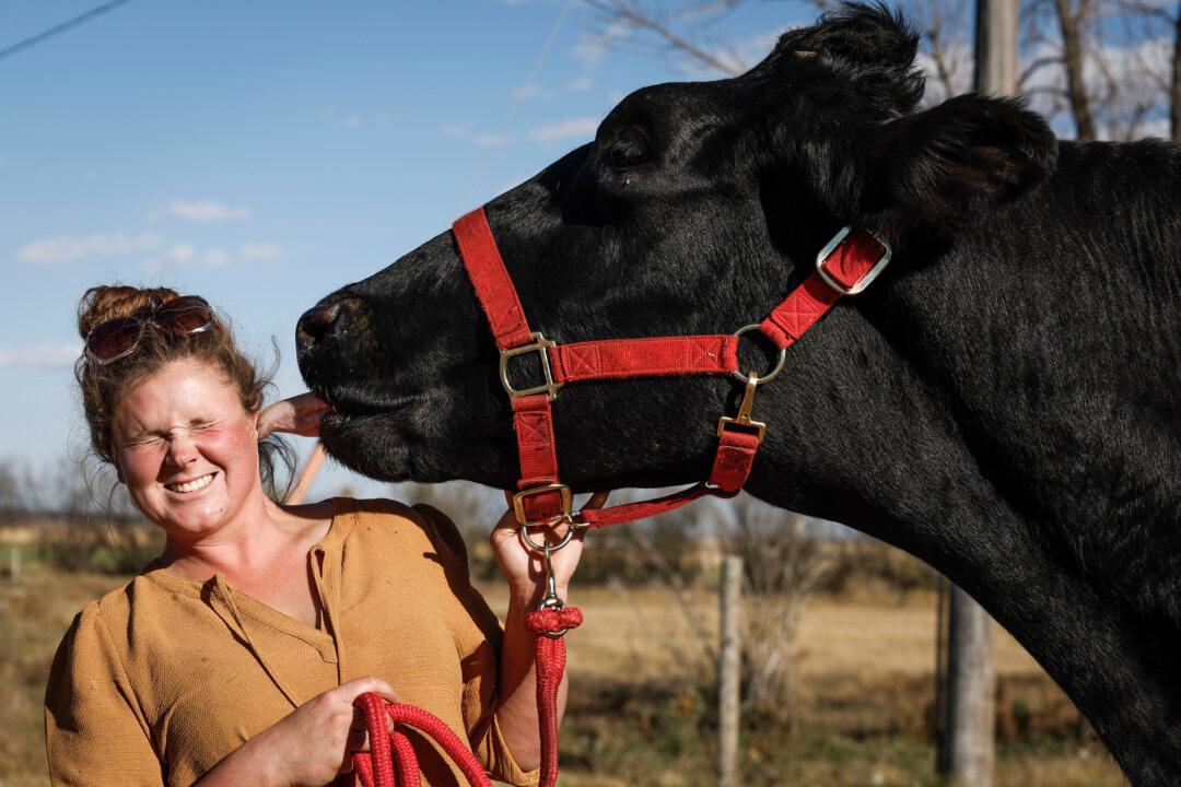 An Alberta Farm Is Home to the World’s Tallest Steer