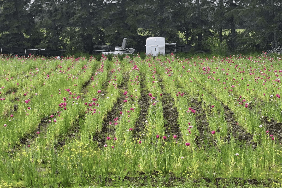 Edmonton Police Seize 60,000 Opium Poppy Plants From Property