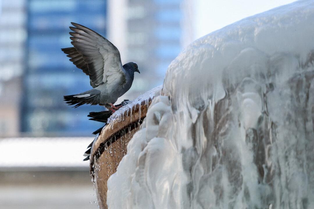 A pigeon perches on a frozen fountain amid freezing temperatures in New York City on February 9, 2026. (Photo by ANGELA WEISS / AFP via Getty Images)