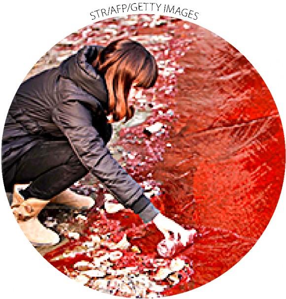 A woman collects a sample of the "bloody river" in Luoyang, China's Henan Province, on Dec. 13, 2011. Officials said two illegal dye workshops were found to be dumping red dye into the city's stormwater pipe network.