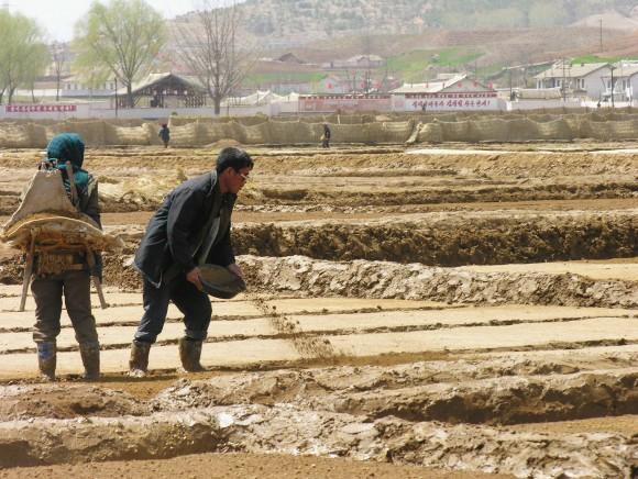 Co-operative farm workers prepare fields for rice transplanting near Sariwon city, North Hwanghae province, North Korea on 20 April 2005 in this handout from the United Nations. (Gerald Bourke/WFP via Getty Images)