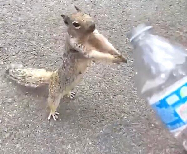 Thirsty Squirrel Asks for Water From Boy Carrying Water Bottle