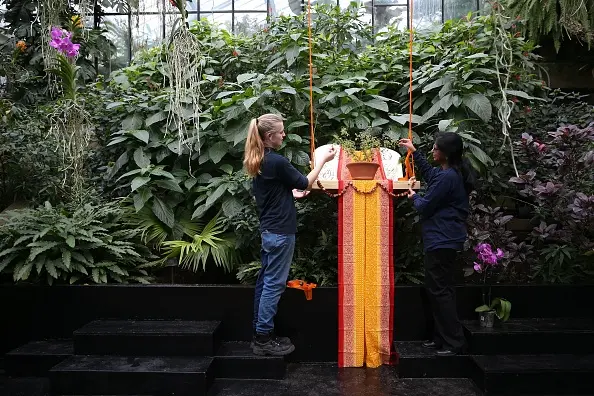 From Temples to Teacups: The 3,000-Year-Old Leaf That Rejuvenates Body and Soul