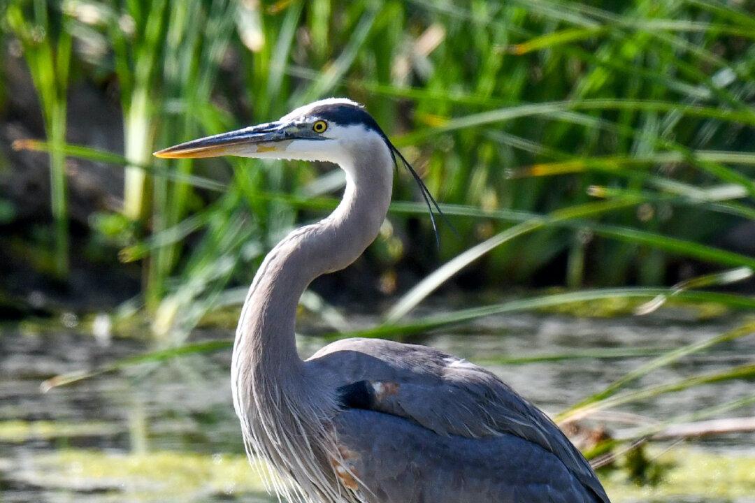 Cambria Is for the Birds and a Lot More
