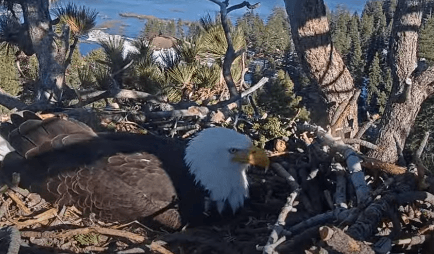 Sandy Steers, Wildlife Activist Behind Famed Big Bear Bald Eagle Livestream, Dies at 73