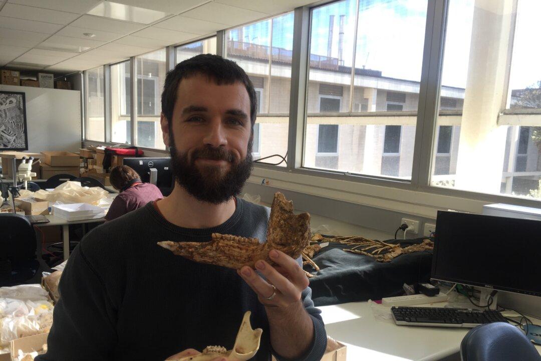 Researcher Uncover Largest Ever Species of Prehistoric Kangaroo