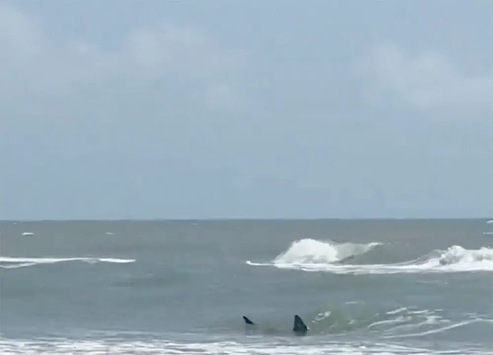 2 Hospitalized After Shark Attacks Disrupt Fourth of July in Texas