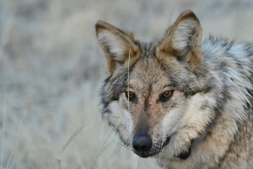 US House Passes Bill to Remove Gray Wolf From Endangered List