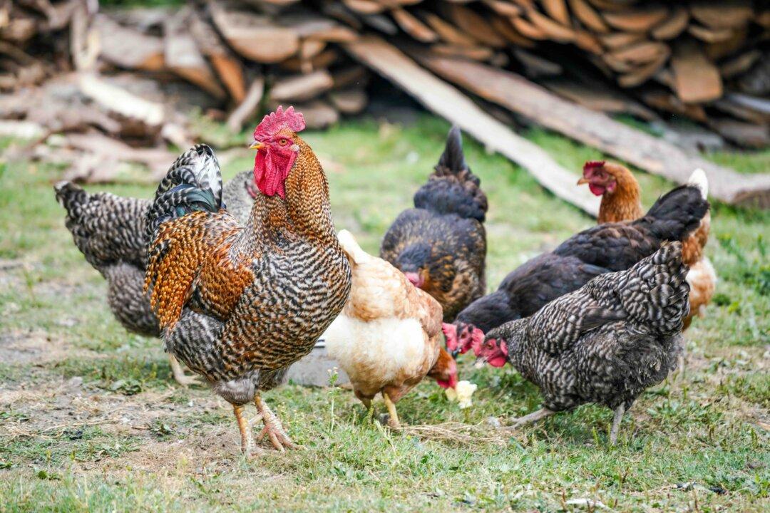 Raising Healthy Chickens: Regenerative Farm Takes Cues From Mother Nature