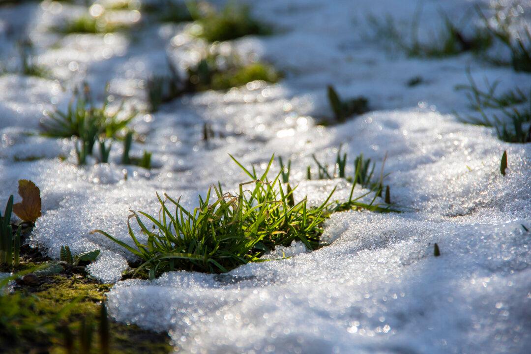Love Your Lawn: Winter Care That Makes Lawns Thrive