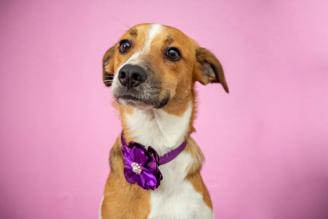 Mammary Tumors Common in Unsterilized Female Dogs