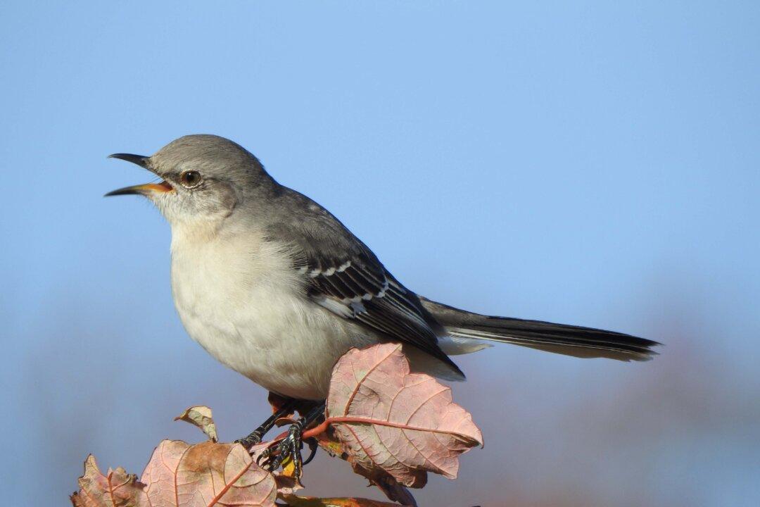 ‘King of Song’: The Northern Mockingbird