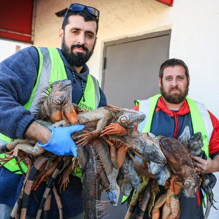 America in Photos: Cold-Stunned Iguanas, Religious Freedom Summit, and Utah Snow Drought