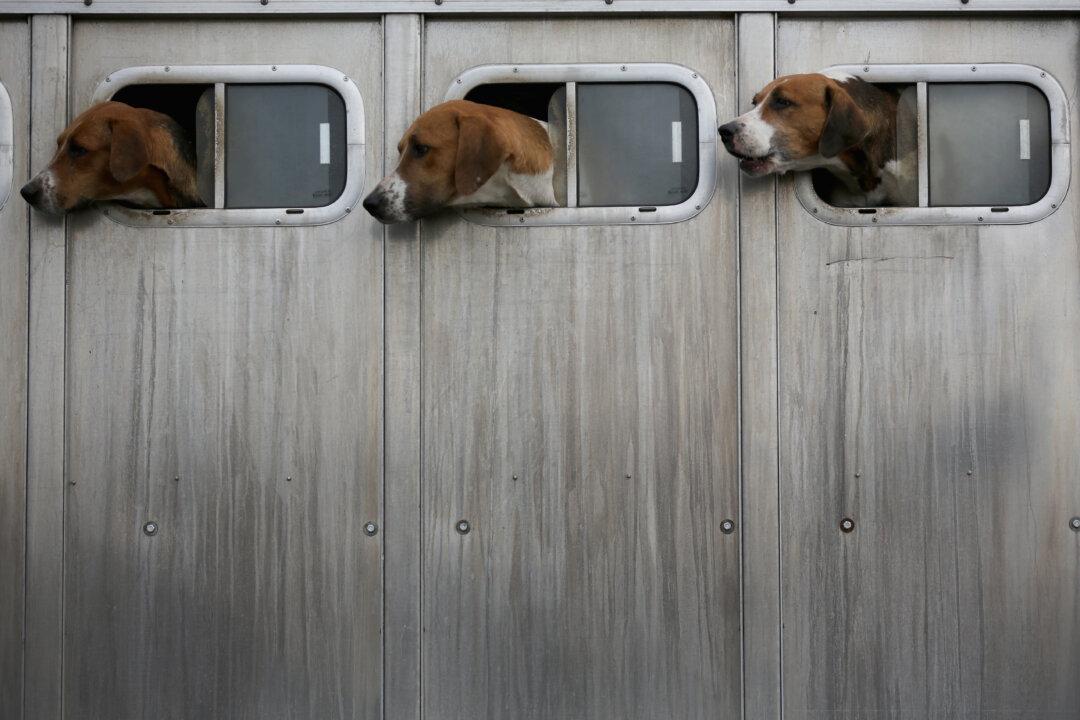 Countryside Alliance Sends 10,000 Emails Criticising Labour’s Hunting Ban Plan